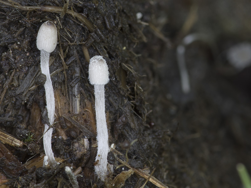 Coprinopsis xenobia